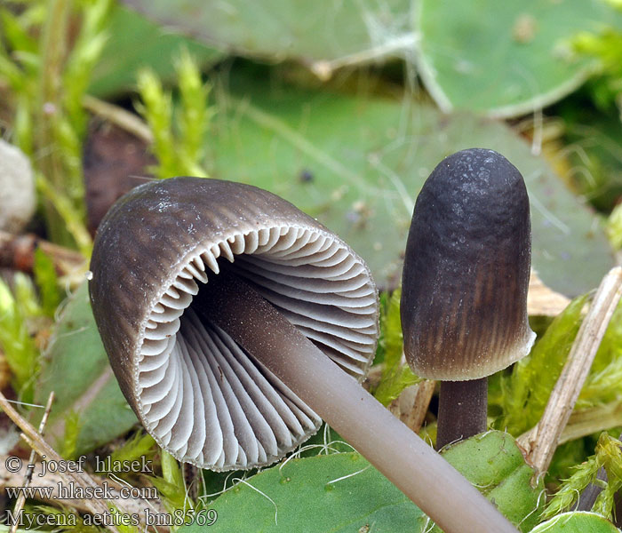 Plæne-Huesvamp Gräshätta Mycène gris brun Grijsbruine Grasmycena Szürkelemezű kígyógomba Мицена поникшая Graublättriger Helmling Russhelmling Rußhelmling Gråhette Grzybówka trawiasta Sivorjava čeladica Gräshätta Mycena aetites Helmovka šedolupenná ovocná Prilbička sivolupeňová Drab Bonnet