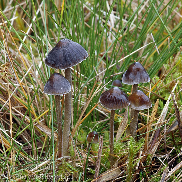 Mycena agrestis Wiesen-Helmling