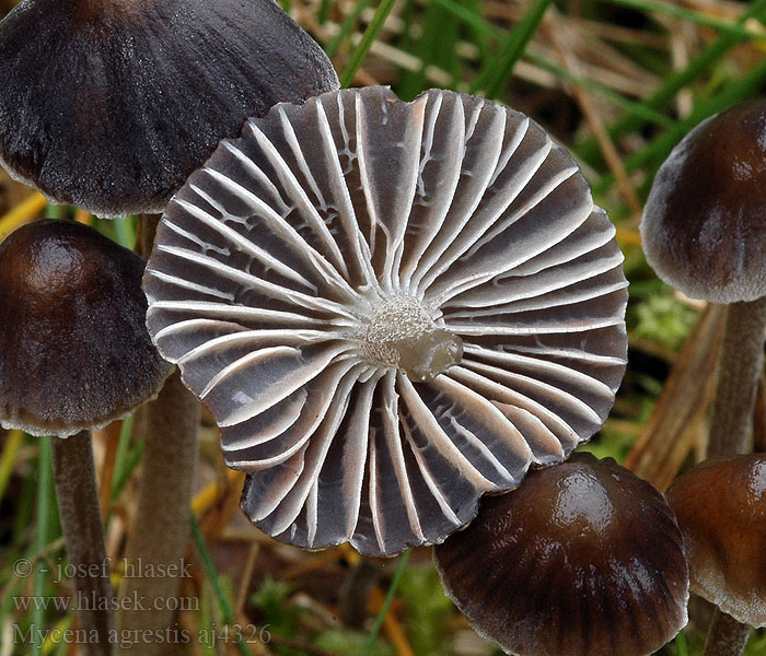 Mycena agrestis Wiesen-Helmling