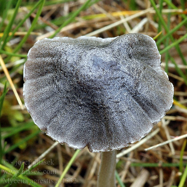 Mycena agrestis Wiesen-Helmling