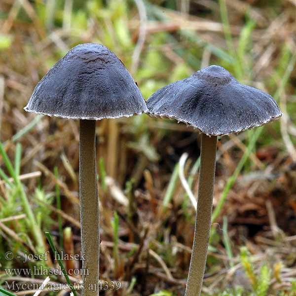 Mycena agrestis Wiesen-Helmling