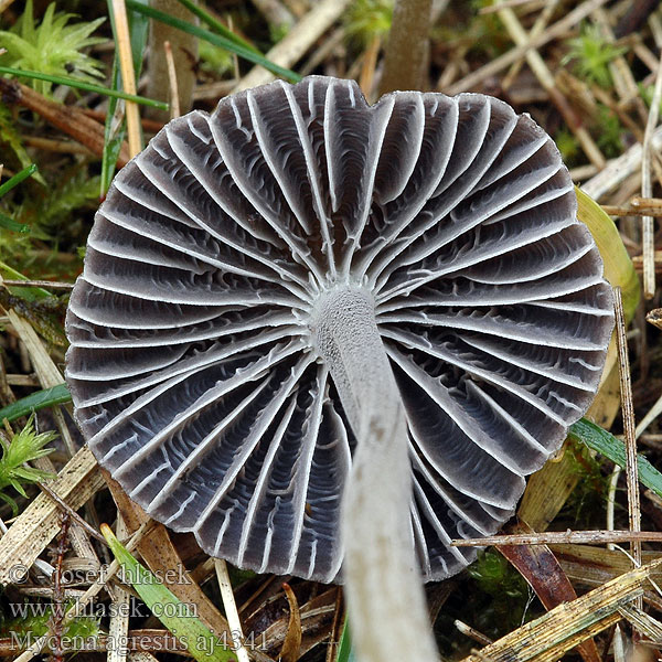 Wiesen-Helmling Mycena agrestis