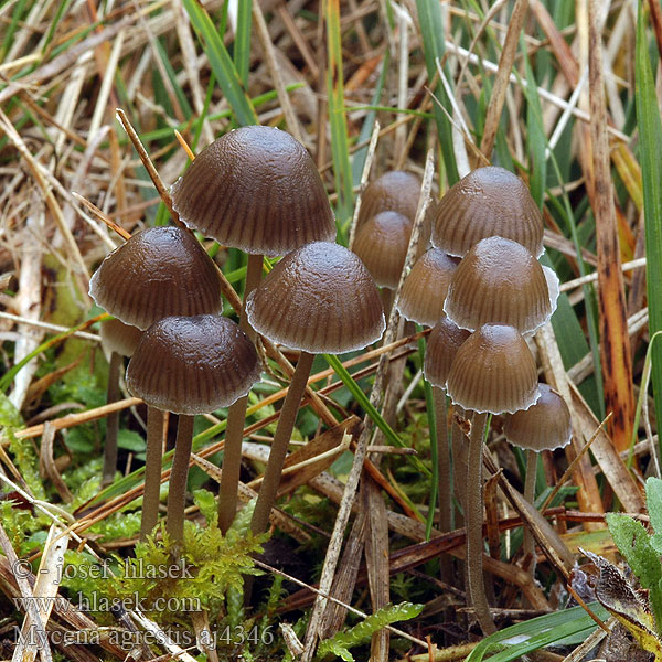 Wiesen-Helmling Mycena agrestis