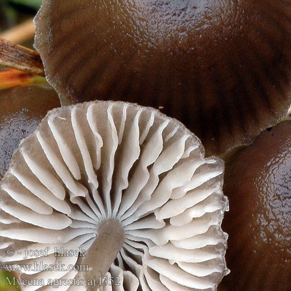 Wiesen-Helmling Mycena agrestis