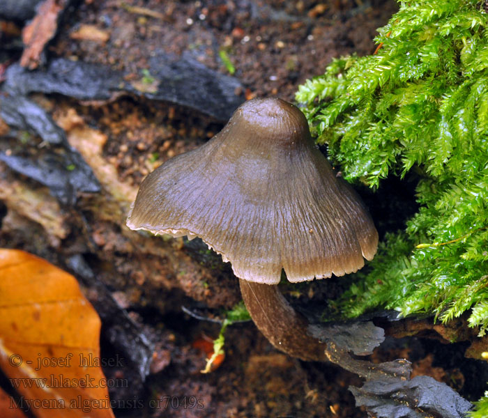 Knipphätta Sysihiippo Mycène d'Algérie Mycena algeriensis