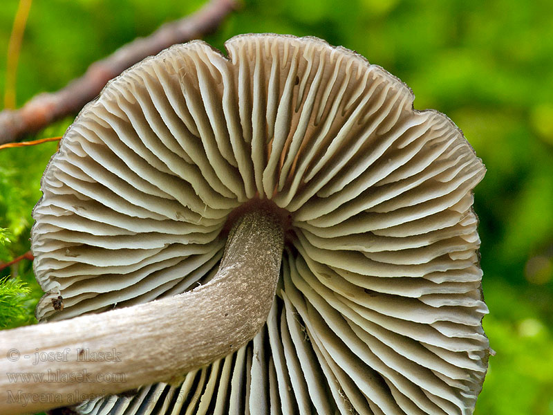 Algerischer Helmling Mørk stubbehette Mycena algeriensis