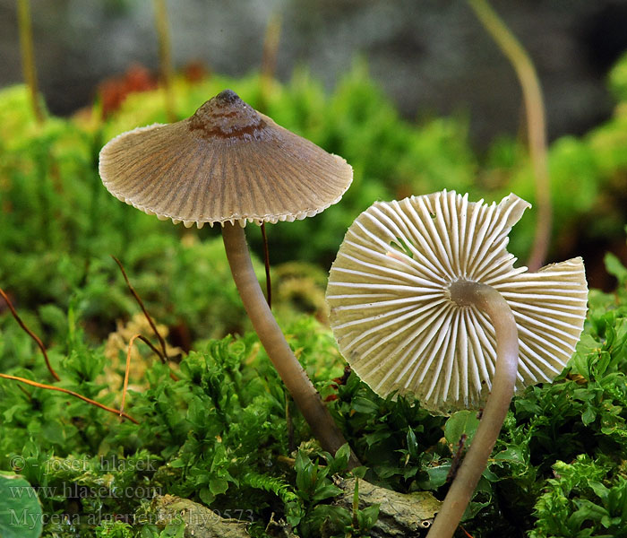 Mycena algeriensis Algerischer Helmling Mørk stubbehette Knipphätta