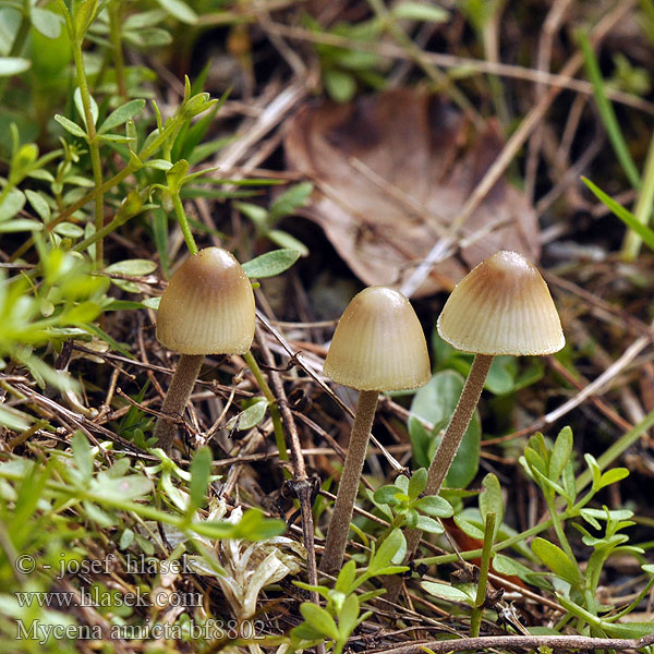 Mycena amicta Helmovka modravá Geschmückter Helmling Prilbička modrastá Iris-Huesvamp Nukkajalkahiippo Mycène iris Donzige mycena Irishette Grzybówka modrooliwkowa Мицена амикта Fjunhätta