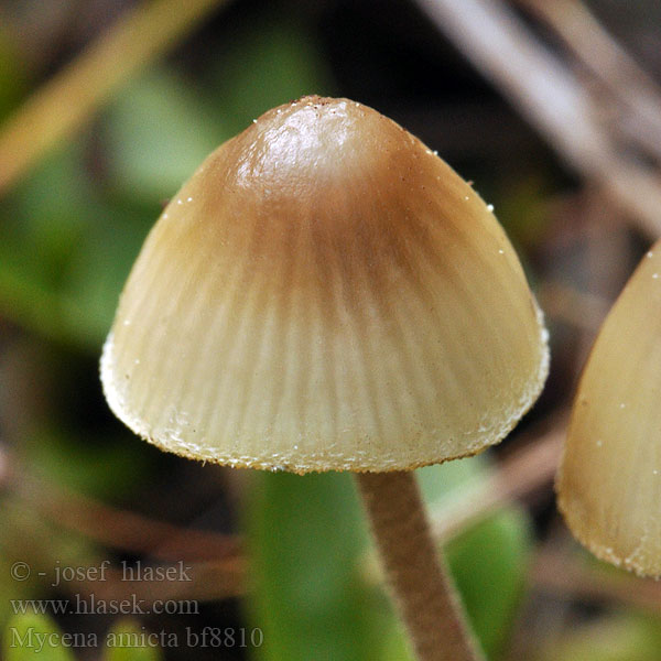 Prilbička modrastá Iris-Huesvamp Nukkajalkahiippo Mycène iris Donzige mycena Irishette Grzybówka modrooliwkowa Мицена амикта Fjunhätta Mycena amicta Helmovka modravá Geschmückter Helmling