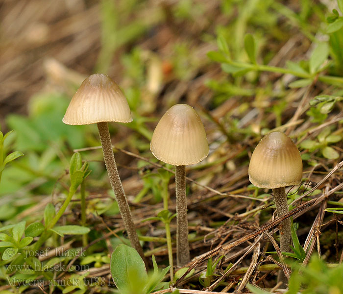 Donzige mycena Irishette Grzybówka modrooliwkowa Мицена амикта Fjunhätta Mycena amicta Helmovka modravá Geschmückter Helmling Prilbička modrastá Iris-Huesvamp Nukkajalkahiippo Mycène iris