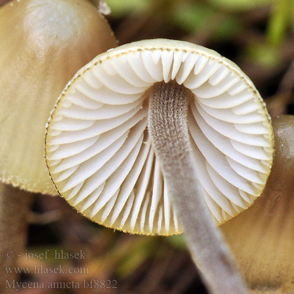 Мицена амикта Fjunhätta Mycena amicta Helmovka modravá Geschmückter Helmling Prilbička modrastá Iris-Huesvamp Nukkajalkahiippo Mycène iris Donzige mycena Irishette Grzybówka modrooliwkowa