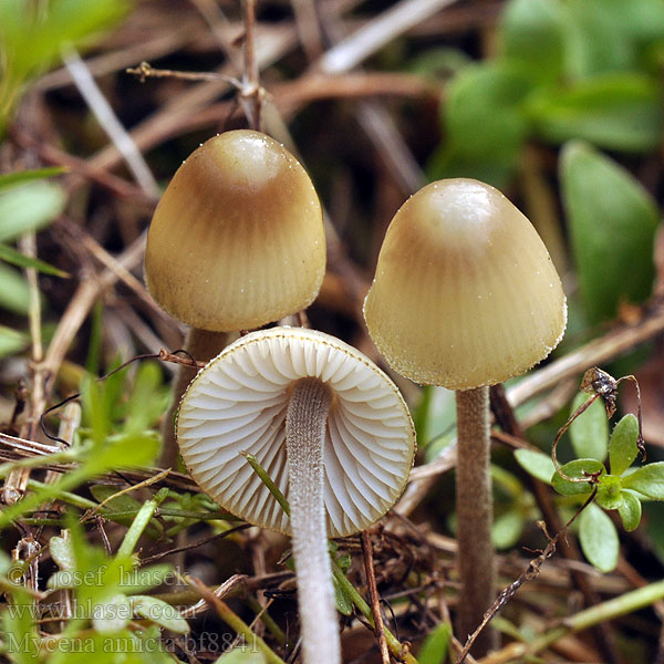 Helmovka modravá Geschmückter Helmling Prilbička modrastá Iris-Huesvamp Nukkajalkahiippo Mycène iris Donzige mycena Irishette Grzybówka modrooliwkowa Мицена амикта Fjunhätta Mycena amicta