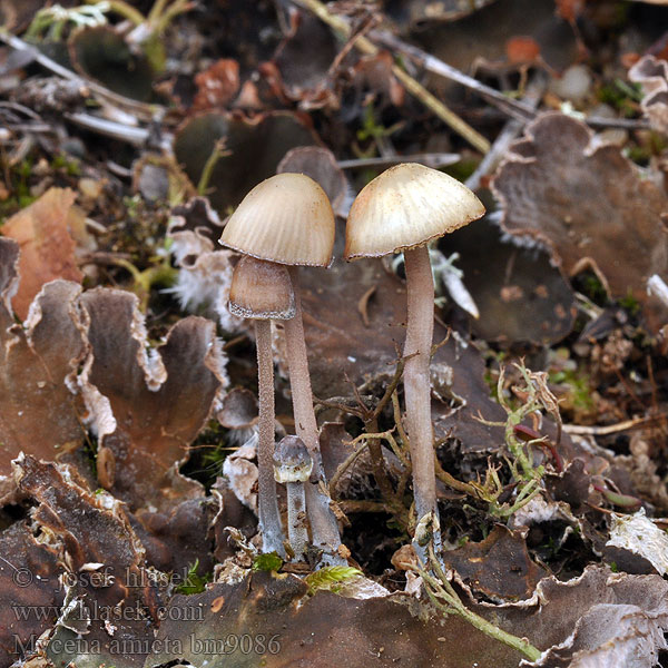 Geschmückter Helmling Prilbička modrastá Iris-Huesvamp Nukkajalkahiippo Mycène iris Donzige mycena Irishette Grzybówka modrooliwkowa Мицена амикта Fjunhätta Mycena amicta Helmovka modravá