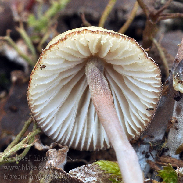 Prilbička modrastá Iris-Huesvamp Nukkajalkahiippo Mycène iris Donzige mycena Irishette Grzybówka modrooliwkowa Мицена амикта Fjunhätta Mycena amicta Helmovka modravá Geschmückter Helmling