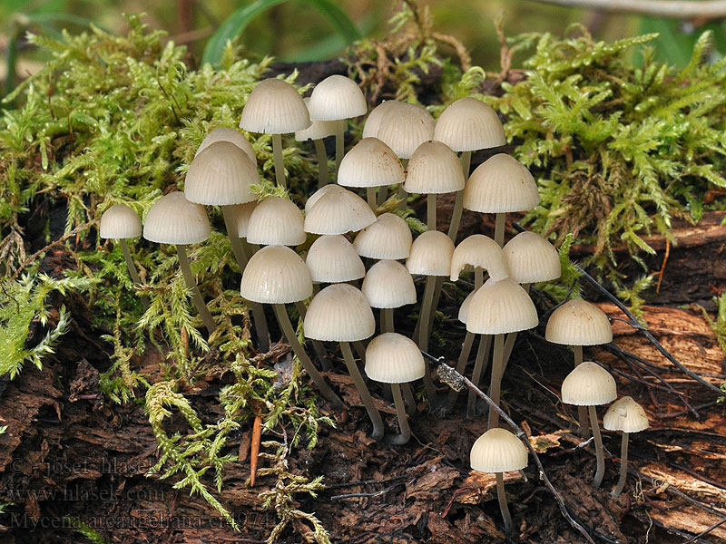 Grzybówka zielonawa Prilbička olivovožltá Mycena arcangeliana