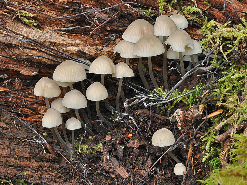 Helmovka Oortova Olivgelber Helmling Bundelmycena Mycena arcangeliana