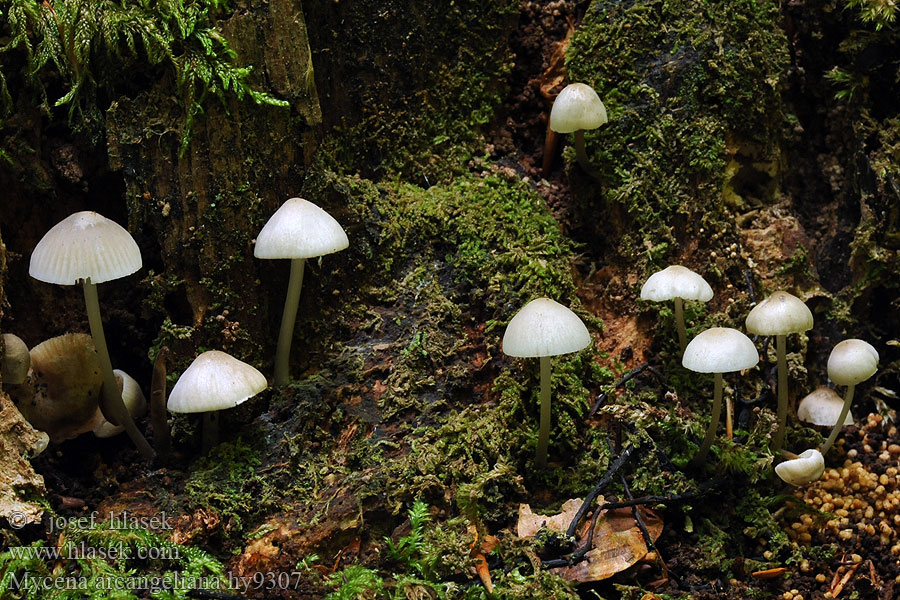 Mycena arcangeliana Helmovka Oortova Olivgelber Helmling