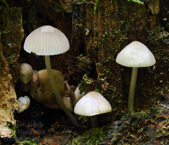 Mycena arcangeliana Bundelmycena Grzybówka zielonawa