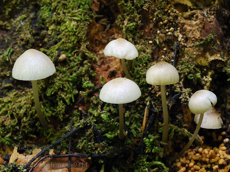 Mycena arcangeliana Prilbička olivovožltá Oliven-huesvamp