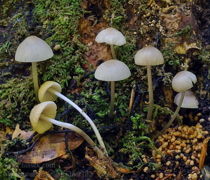 Mycena arcangeliana Olivhätta Mycène olivâtre Jodoformhette