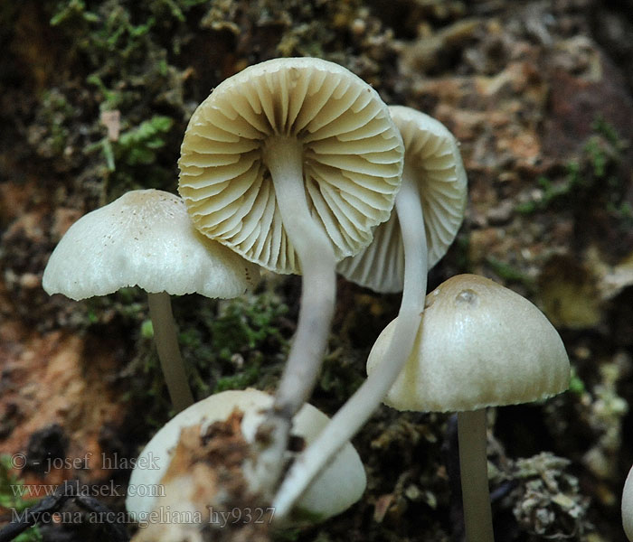 Mycena arcangeliana Мицена Арканжели Angel's bonnet Late-season