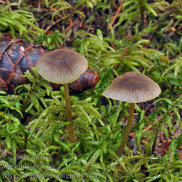 Mycena aurantiomarginata Helmovka zlatobřitá