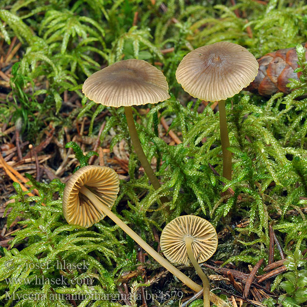 Mycena aurantiomarginata Orangeschneidiger Helmling