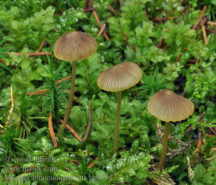 Mycena aurantiomarginata Goudrandmycena Oranssiterähiippo