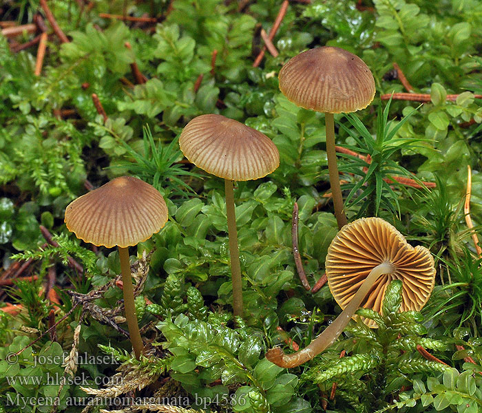 Mycena aurantiomarginata Grzybówka pomarańczowoostrzowa