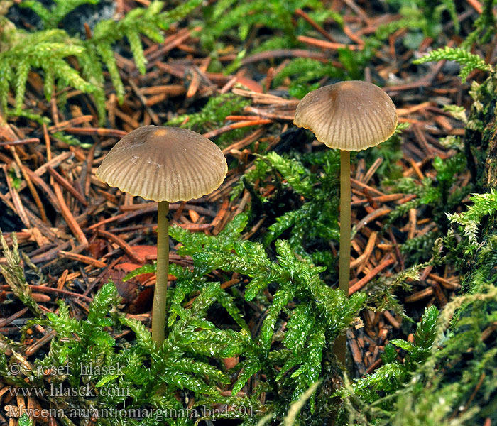 Mycena aurantiomarginata Prilbička oranžovoobrúbená