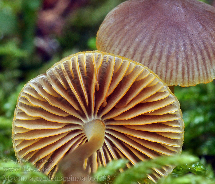 Mycena aurantiomarginata Orangeægget huesvamp Gullkanthette