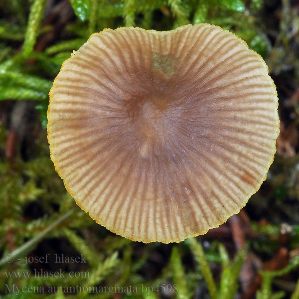 Mycena aurantiomarginata Mycène arête orangée