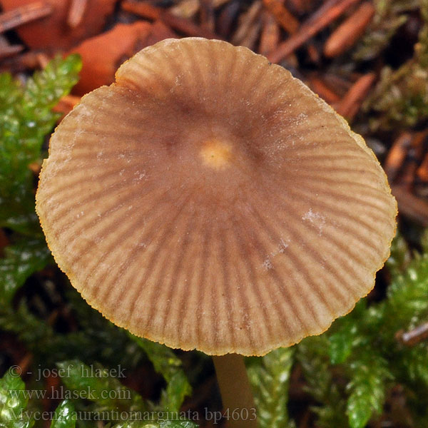 Mycena aurantiomarginata Guldeggad hätta