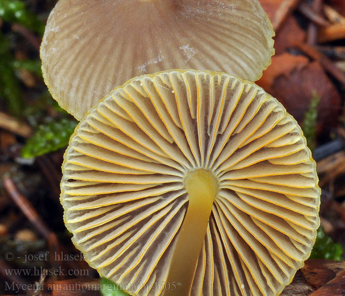 Mycena aurantiomarginata Мицена золотистоокаймленная