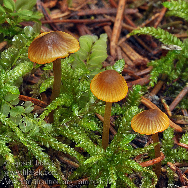 Mycena aurantiomarginata Golden-edge bonnet