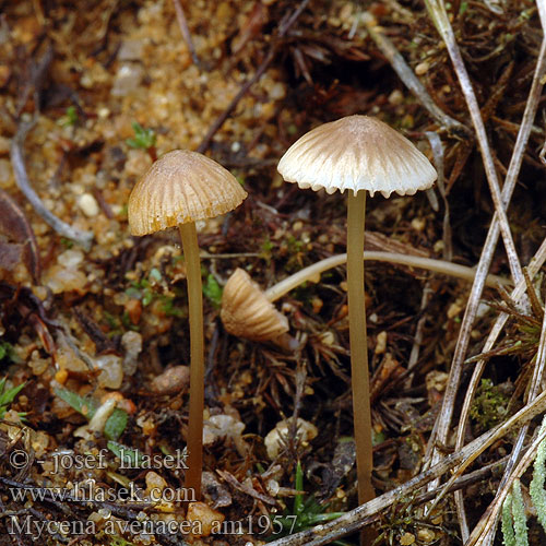 Mycena avenacea am1957