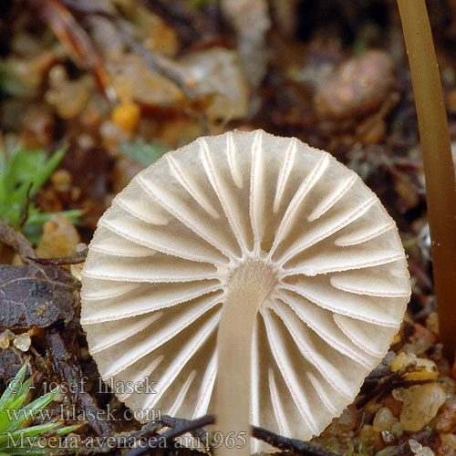 Helmovka jesení Prilbička jesenná Braunschneidiger Grashelmling Réti kígyógomba Heinähiippo Mycène avoine Bruinsnedemycena Mycena avenacea plicosa olivaceomarginata