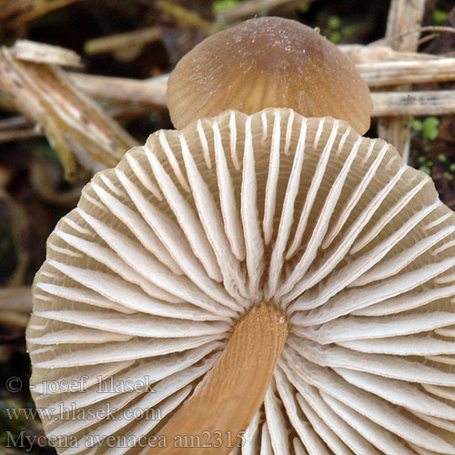 Braunschneidiger Grashelmling Réti kígyógomba Heinähiippo Mycène avoine Bruinsnedemycena Mycena avenacea plicosa olivaceomarginata Helmovka jesení Prilbička jesenná