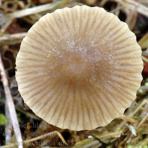 Mycène avoine Bruinsnedemycena Mycena avenacea plicosa olivaceomarginata Helmovka jesení Prilbička jesenná Braunschneidiger Grashelmling Réti kígyógomba Heinähiippo