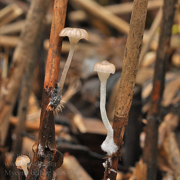 Mycena belliae Helmovka Bellové Vasshätta Grzybówka trzcinowa