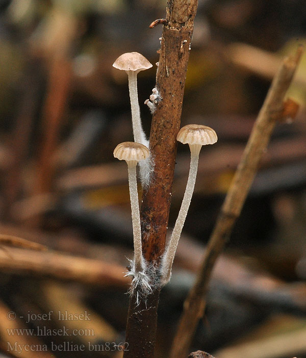 Helmovka Bellové Mycena belliae Vasshätta Grzybówka trzcinowa