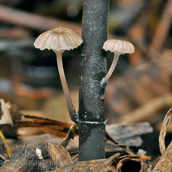 Vasshätta Helmovka Bellové Mycena belliae Grzybówka trzcinowa Schilfhelmling Nádi kígyógomba Rietmycena Ruokohiippo Vasshätta Tagrør-Huesvamp