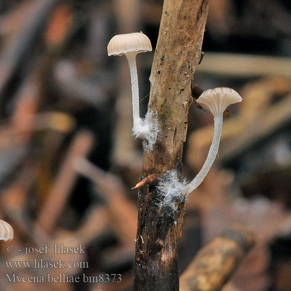 Grzybówka trzcinowa Vasshätta Helmovka Bellové Mycena belliae