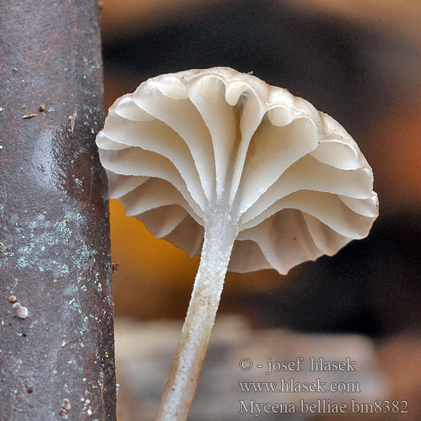 Schilfhelmling Grzybówka trzcinowa Vasshätta Helmovka Bellové Mycena belliae Nádi kígyógomba Rietmycena Ruokohiippo Vasshätta Tagrør-Huesvamp