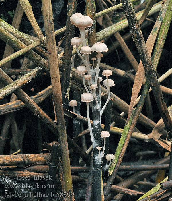 Nádi kígyógomba Schilfhelmling Grzybówka trzcinowa Vasshätta Helmovka Bellové Mycena belliae Rietmycena Ruokohiippo Vasshätta Tagrør-Huesvamp