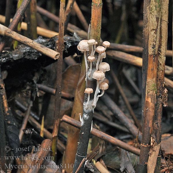 Rietmycena Nádi kígyógomba Schilfhelmling Grzybówka trzcinowa Vasshätta Helmovka Bellové Mycena belliae Ruokohiippo Vasshätta Tagrør-Huesvamp