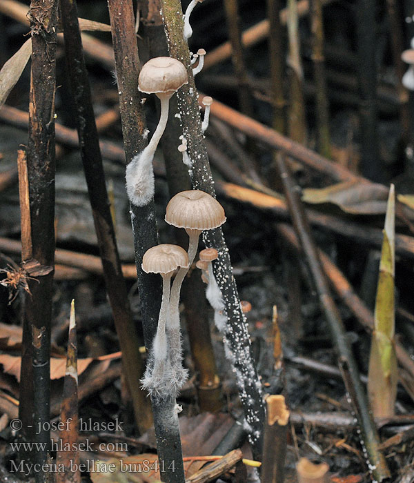 Ruokohiippo Vasshätta Rietmycena Nádi kígyógomba Schilfhelmling Grzybówka trzcinowa Vasshätta Helmovka Bellové Mycena belliae Vasshätta Tagrør-Huesvamp