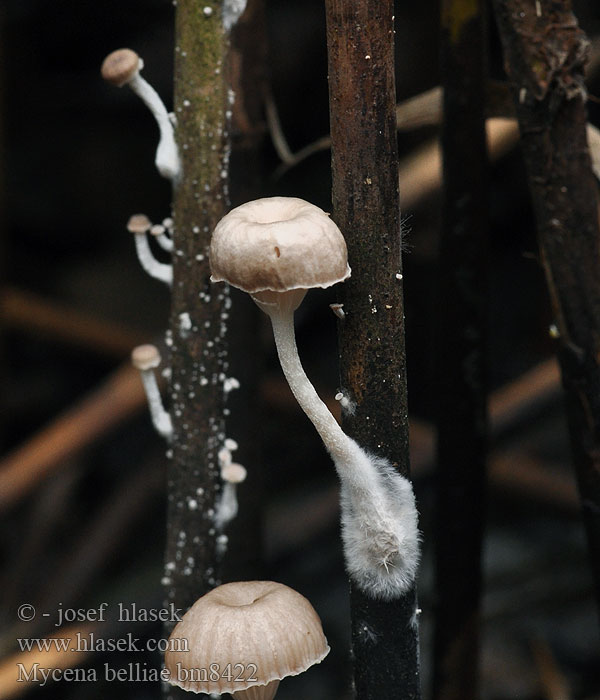 Tagrør-Huesvamp Ruokohiippo Vasshätta Rietmycena Nádi kígyógomba Schilfhelmling Grzybówka trzcinowa Vasshätta Helmovka Bellové Mycena belliae