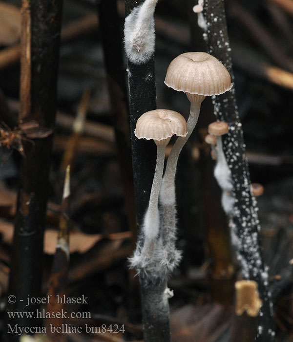 Mycena belliae Tagrør-Huesvamp Ruokohiippo Vasshätta Rietmycena Nádi kígyógomba Schilfhelmling Grzybówka trzcinowa Vasshätta Helmovka Bellové