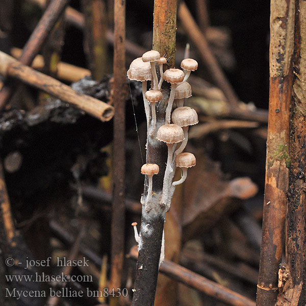 Mycena belliae Ruokohiippo Vasshätta Tagrør-Huesvamp Rietmycena Nádi kígyógomba Schilfhelmling Grzybówka trzcinowa Vasshätta Helmovka Bellové